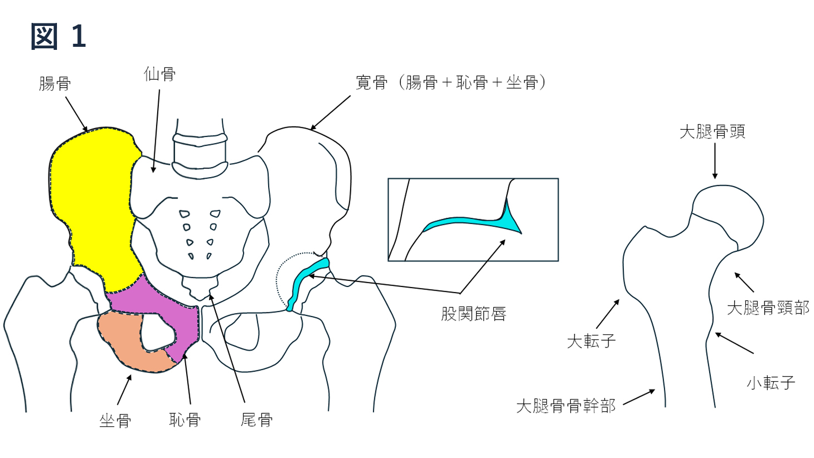 骨盤の解剖