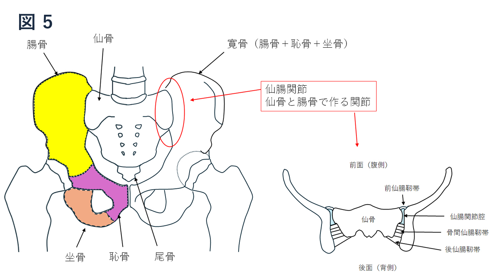 仙腸関節障害（骨盤輪不安定症）